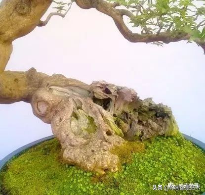 文人杂木盆景精品欣赏,可以做盆景的杂木图片大全