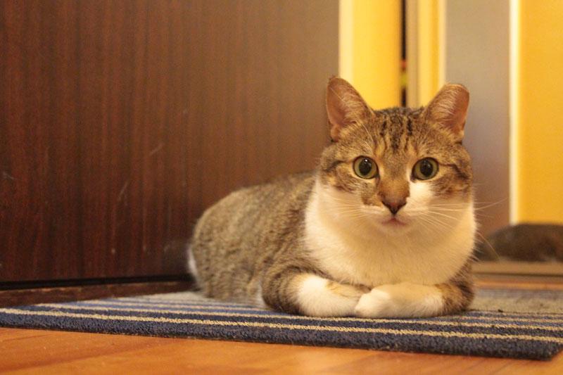 冬天长毛猫咪粘毛严重咋办,天气潮湿养猫的铲屎官真的要注意