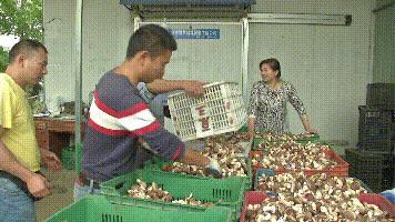 种植香菇一亩能产多少斤干货,农村大哥种18亩地