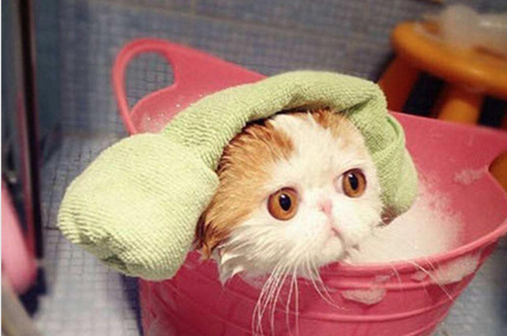 猫咪耳朵不能进水不能顺便乱洗澡,猫咪洗澡耳朵进水了怎么办