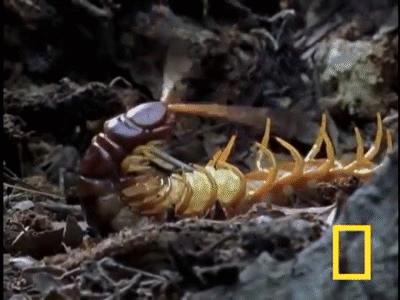 在南方大蜈蚣面前，南方大蟑螂简直不堪一提