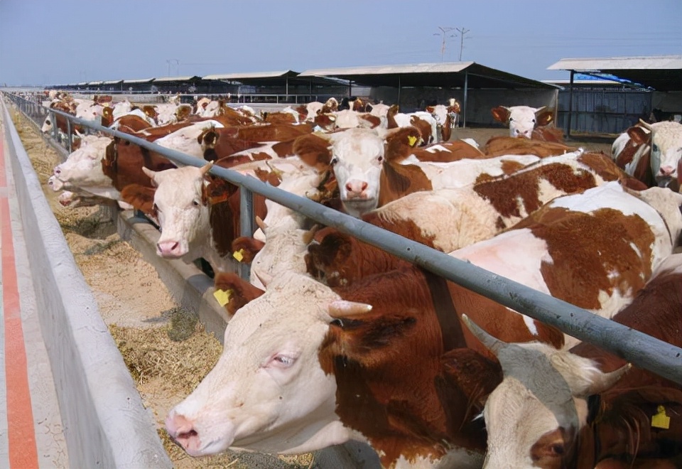 养牛挣钱还是养羊比较挣钱,到底养牛能赚钱还是养羊能赚钱