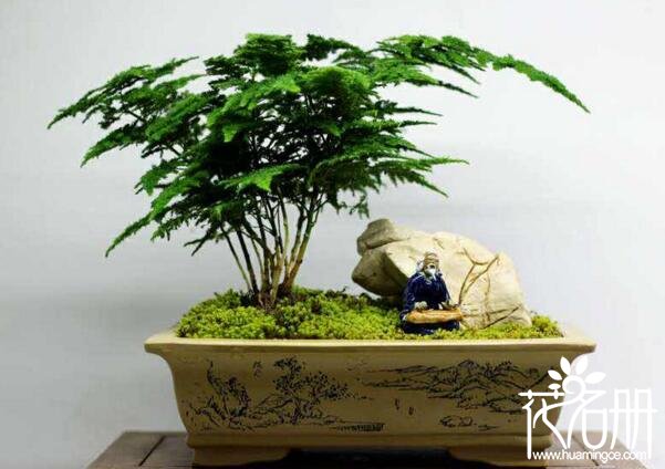 适合送给老师的花有哪些7种最适合送给老师的花,灯笼花代表感恩