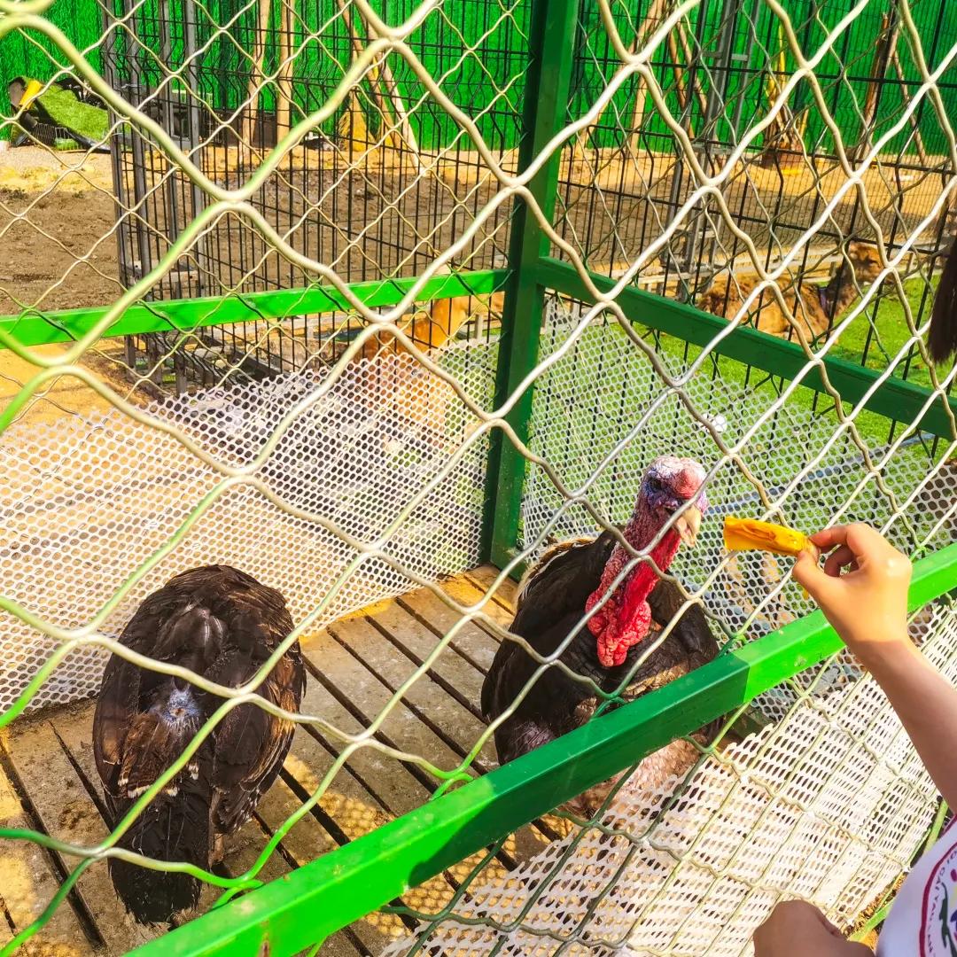 亲子游玩好去处欢乐果亲子农场,快乐六一亲子游农场游玩攻略来袭