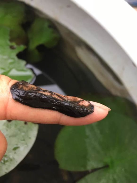 睡莲什么时候开花最好,睡莲不知道啥时能开花
