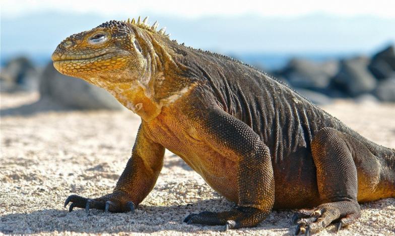 十大珍稀皮料,珍稀皮革