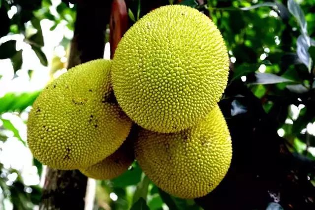 最全海南水果上市时间表,海南水果上市时间表收藏版