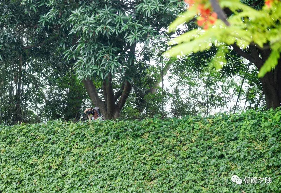 凤凰浴火时，盛夏晚晴天