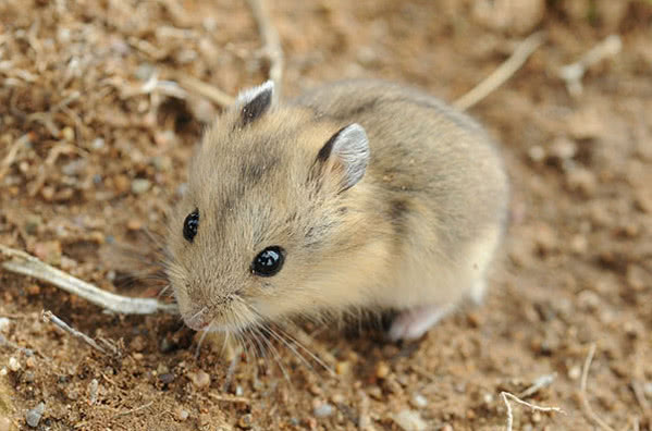 仓鼠长得像老鼠是什么品种,哪种仓鼠长得最不像老鼠