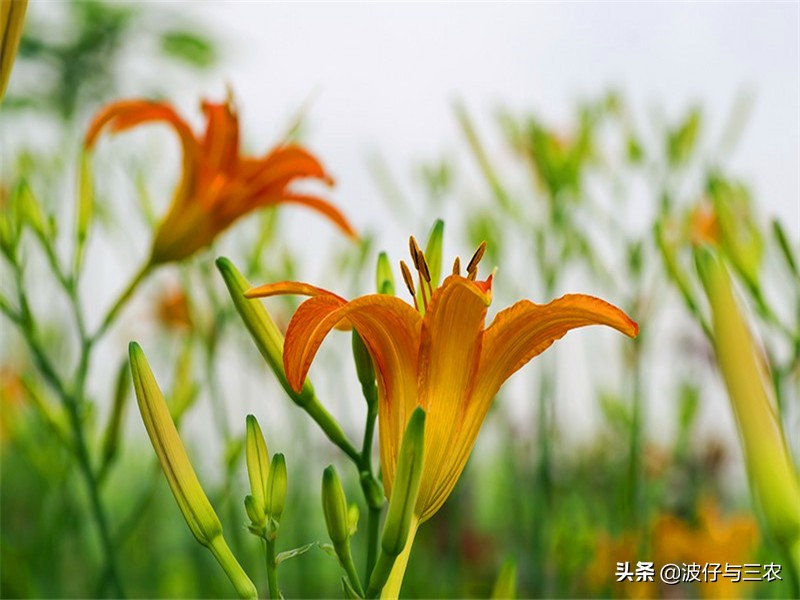 新农村种田创业,年轻人回家种田创业