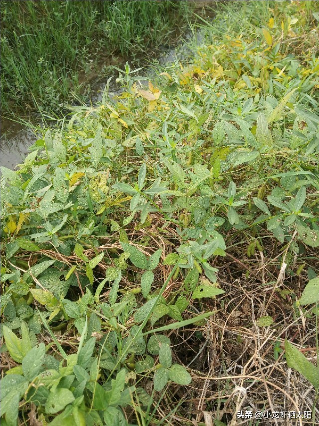 养殖鳝鱼如何调节水质,鳝鱼适合什么条件养殖