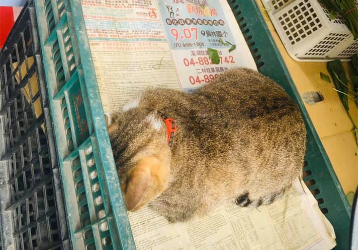 狸花猫50块钱,狸花猫五块钱一只