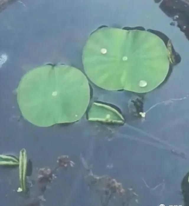 碗莲能养小鱼吗,一缸碗莲养几条小鱼