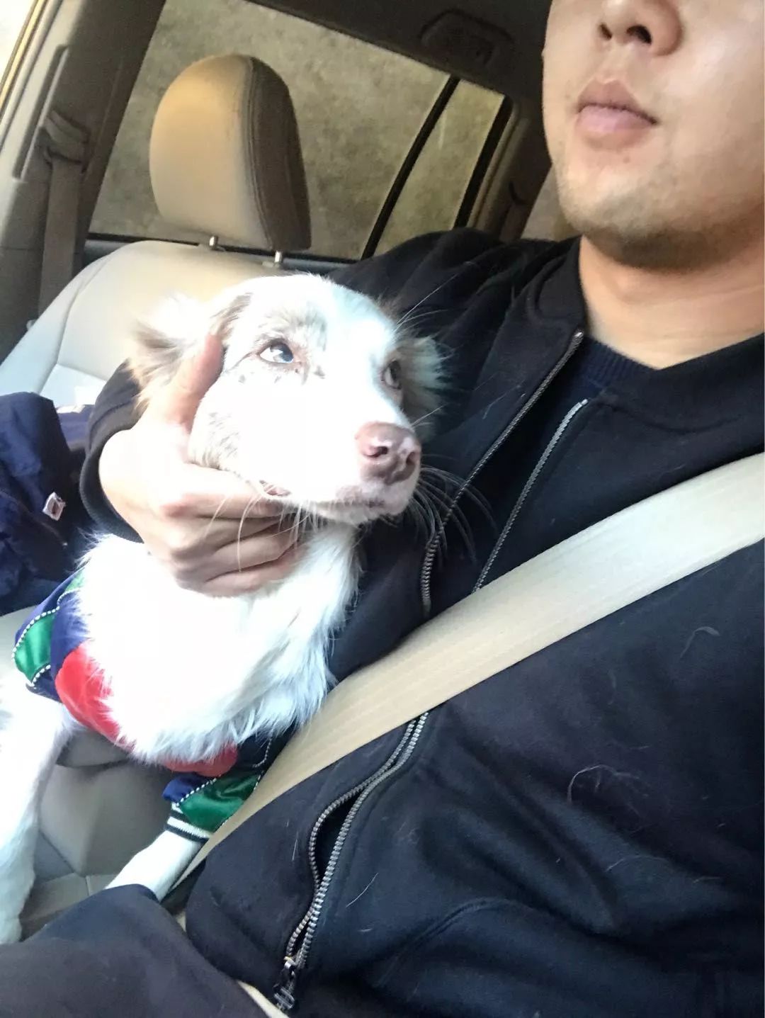 带着狗狗去西藏二狗子,带着十条狗狗去西藏