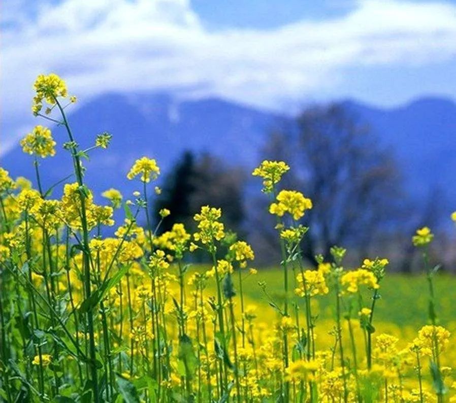 日本爱东町地区的循环农业,日本滋贺县爱东町区