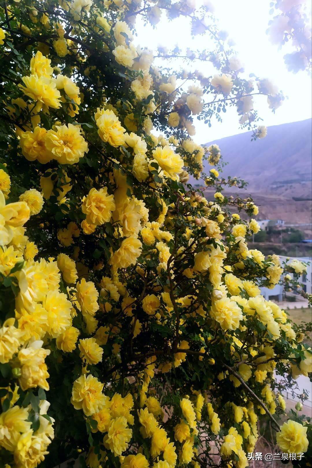 最美黄玫瑰,歌曲黄玫瑰你最美