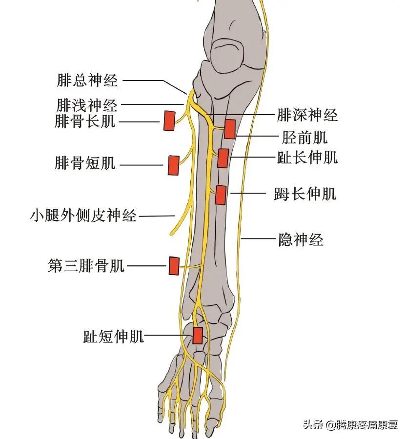 小腿膝关节疼痛是什么原因,小腿窝疼痛是什么原因导致的