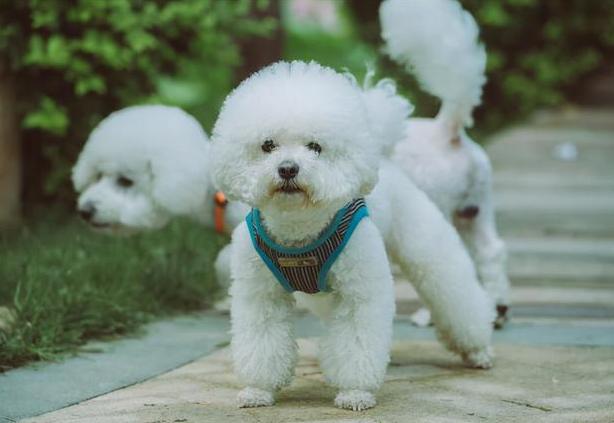 比熊犬舔你是怎么回事,比熊犬舔你的脸是为什么