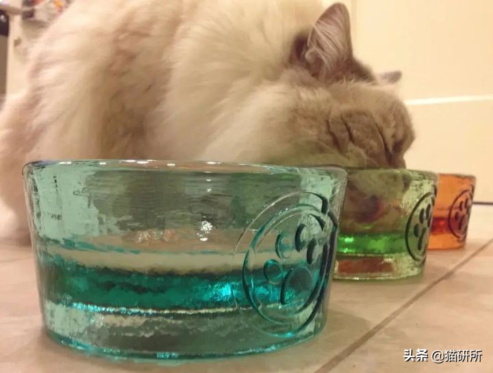 猫咪到底能不能喝矿泉水,猫咪喝自来水会结石吗