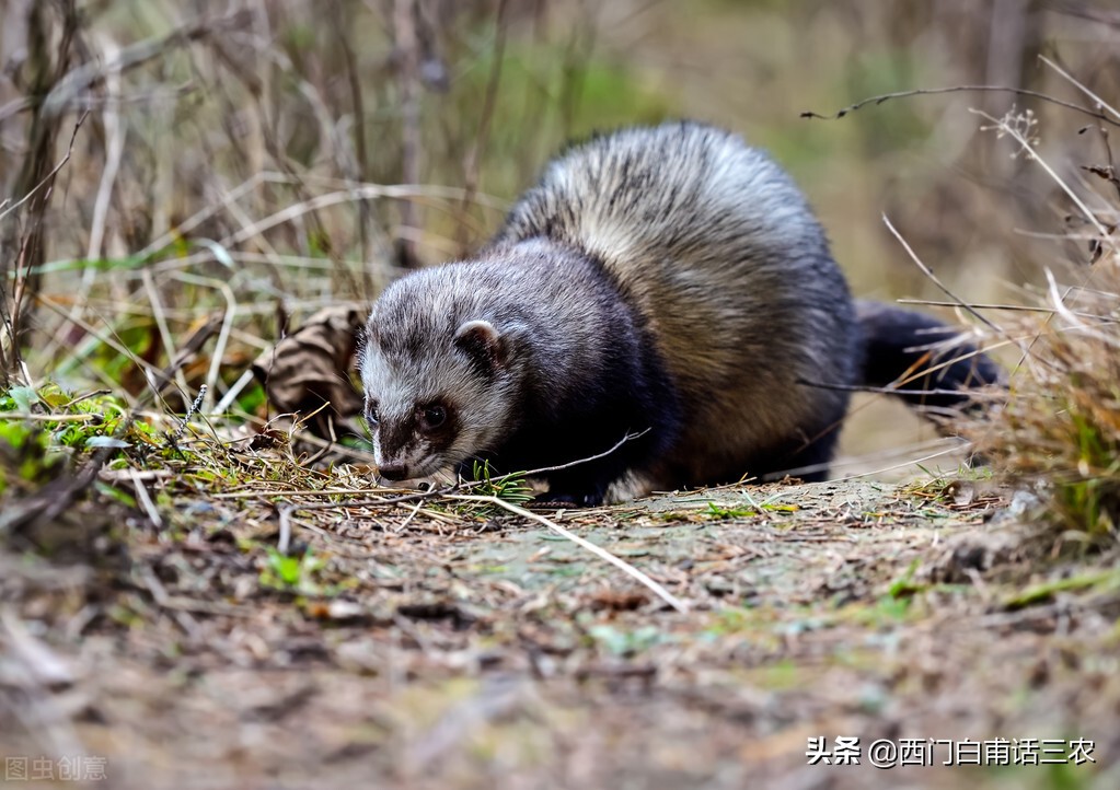 黄鼠狼给鸡拜年最后成功了吗,黄鼠狼给鸡拜年它吃鸡吗