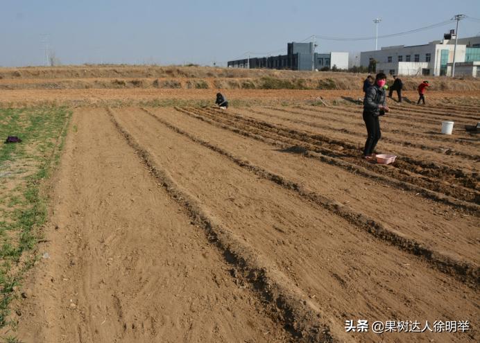 桃树种子播种繁殖的还需要嫁接吗,六月嫁接春季栽的小桃树可以吗