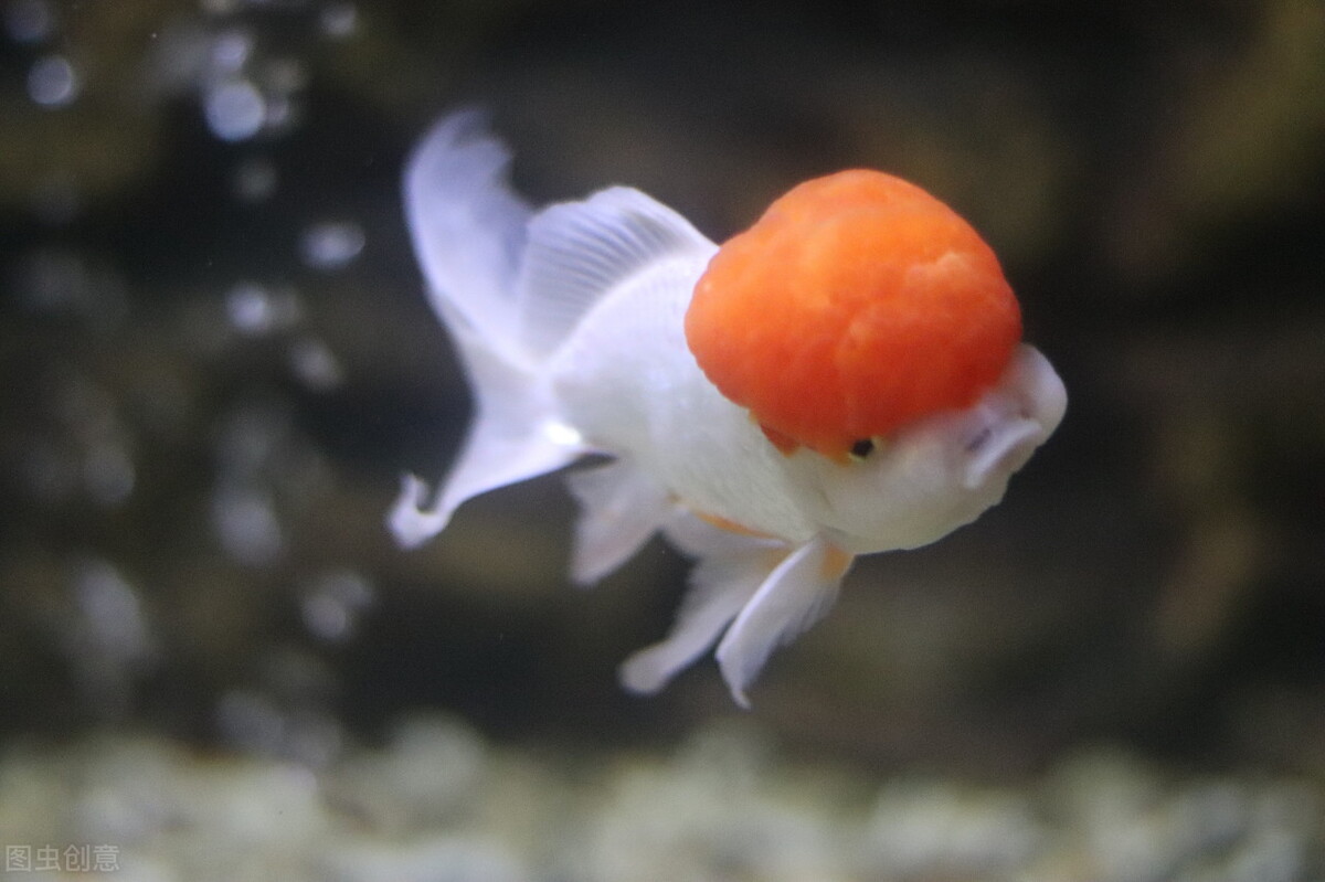 在买金鱼时买什么样的金鱼最合适,如何挑选健康的金鱼的技巧