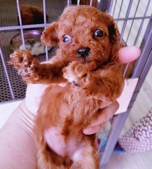 贵宾犬怎么提前预防寄生虫,饲养贵宾犬6大禁忌有哪些