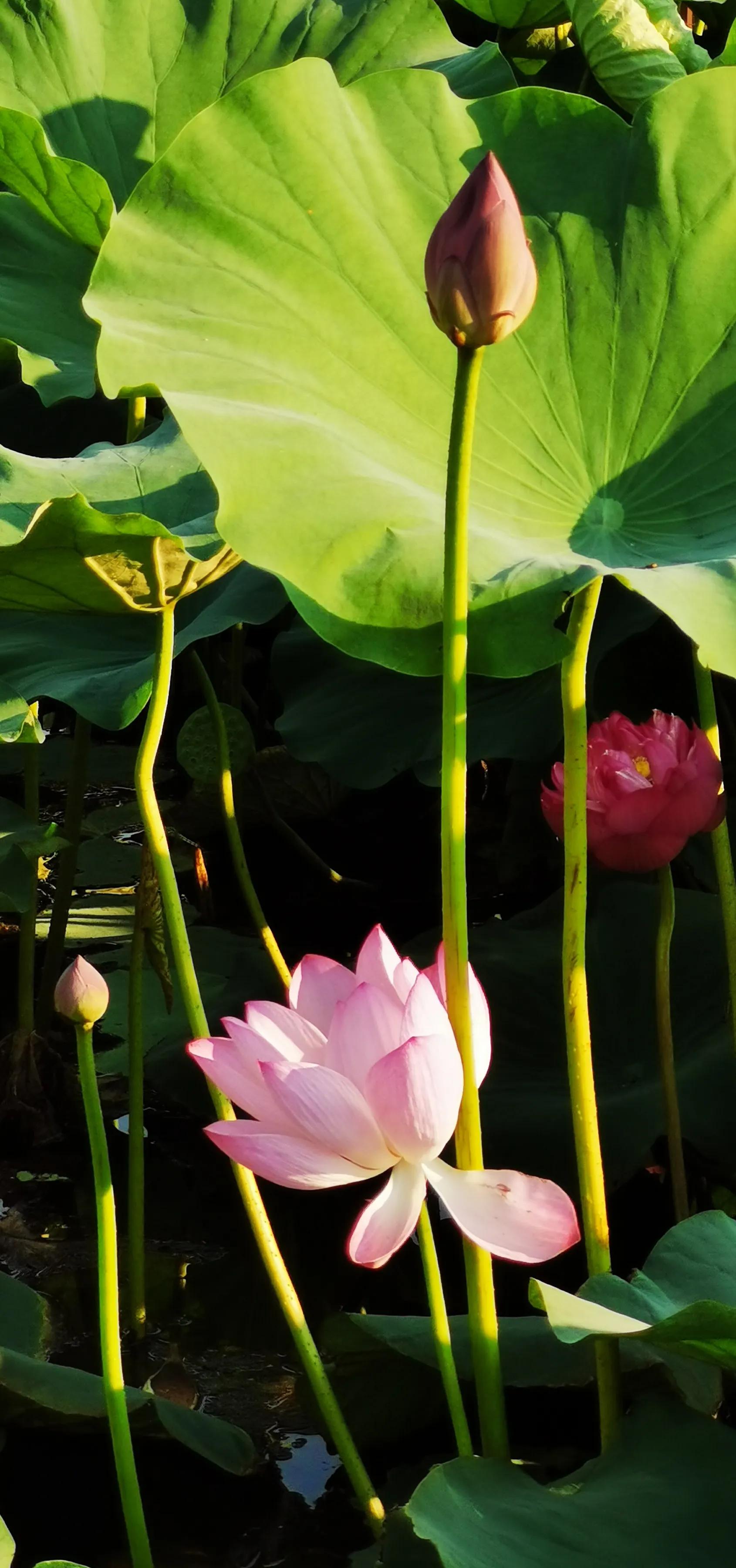 手拍世界作品集402期,2022年世界手机摄影大赛征稿