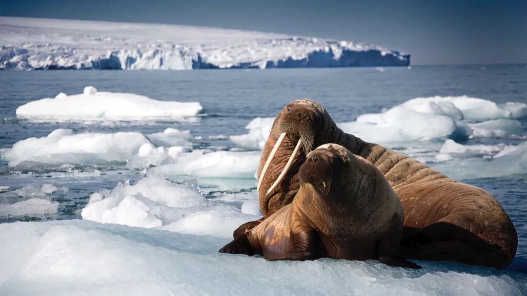 孩子必看海洋纪录片,海洋深处的未知生物纪录片推荐