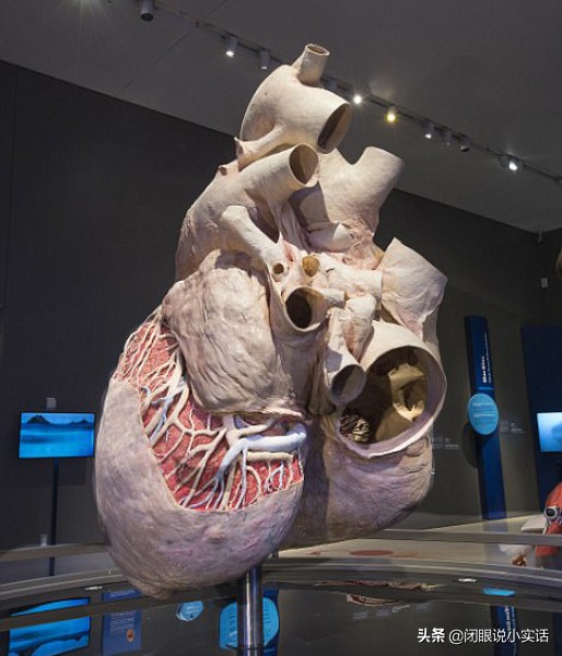 蓝鲸的心跳有多慢,蓝鲸的心跳可低至每分钟2次潜水