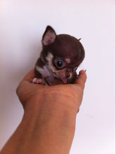 养吉娃娃属于小型犬吗,适合家庭饲养的小型犬吉娃娃