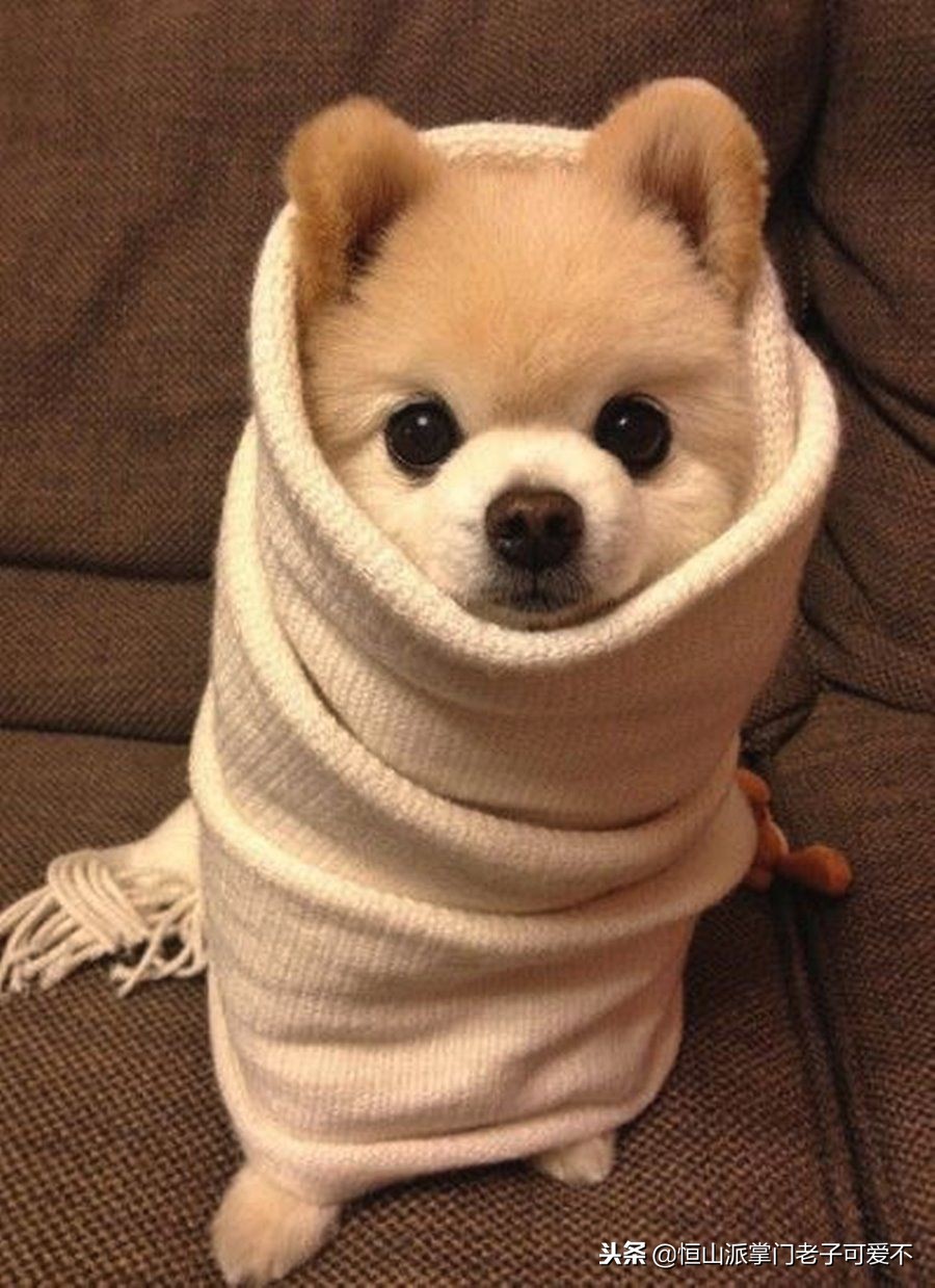 家里冷狗狗幼犬怎么保暖比较好,家里狗狗怎样才干净