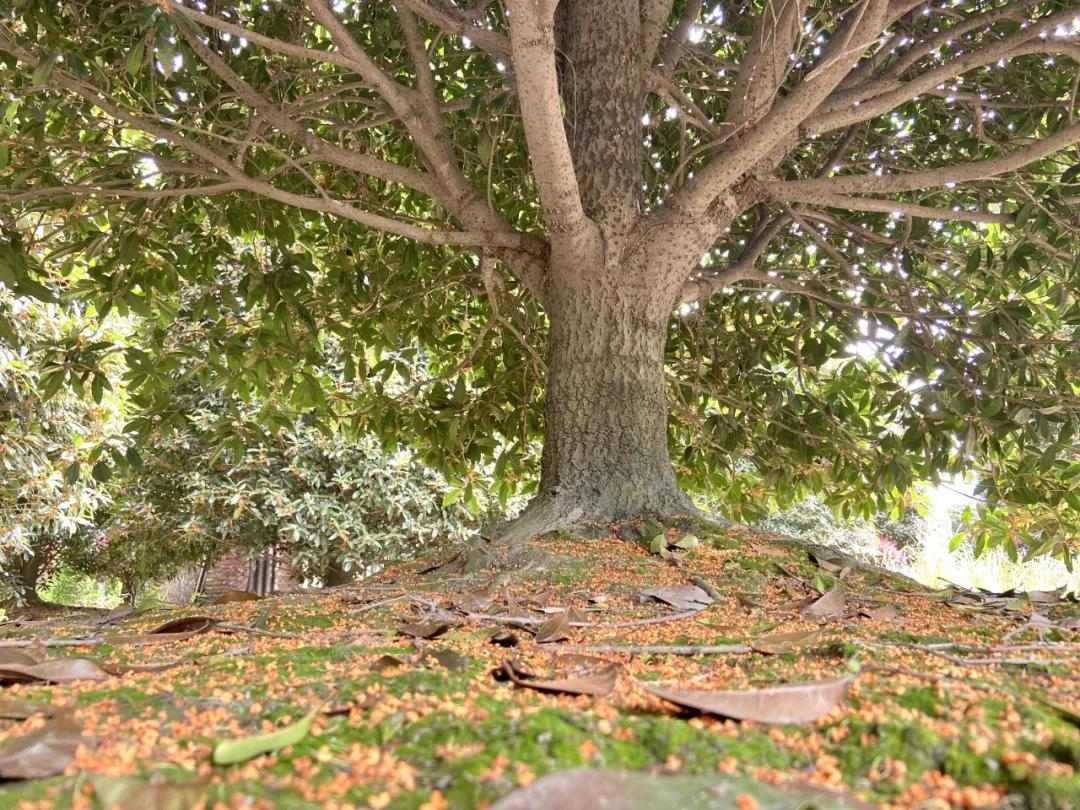 成都郫县桂花最好的地方,成都蒲江桂花观赏地