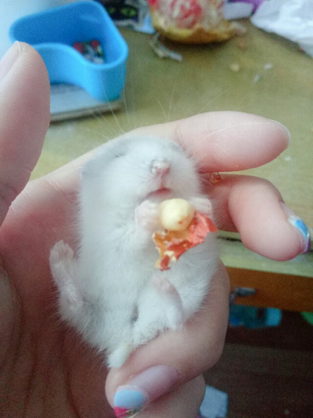 仓鼠饲养方法和注意事项,养仓鼠的注意事项20条必看指南