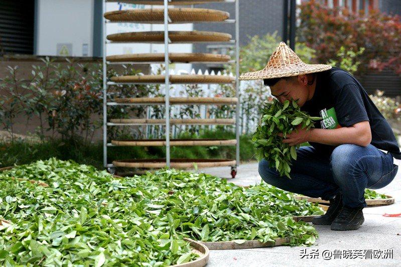 中国茶叶被退货,中国茶叶的钱被谁赚了