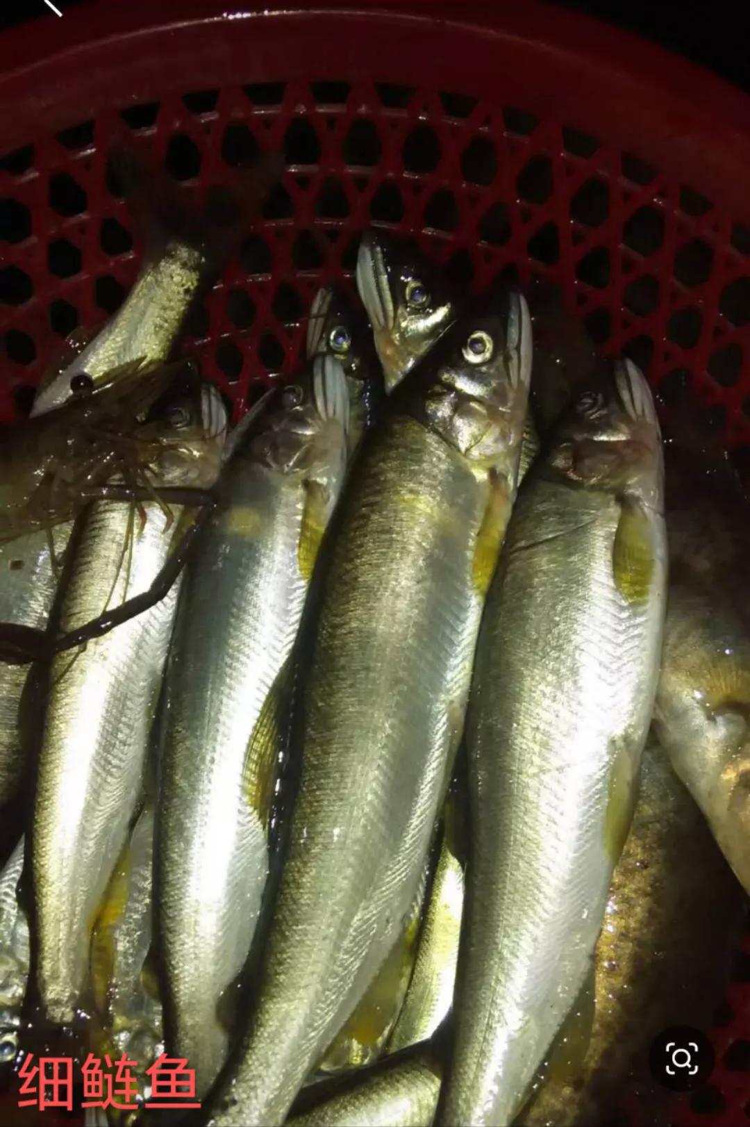 四川河里大眼鱼,四川泛滥的鱼