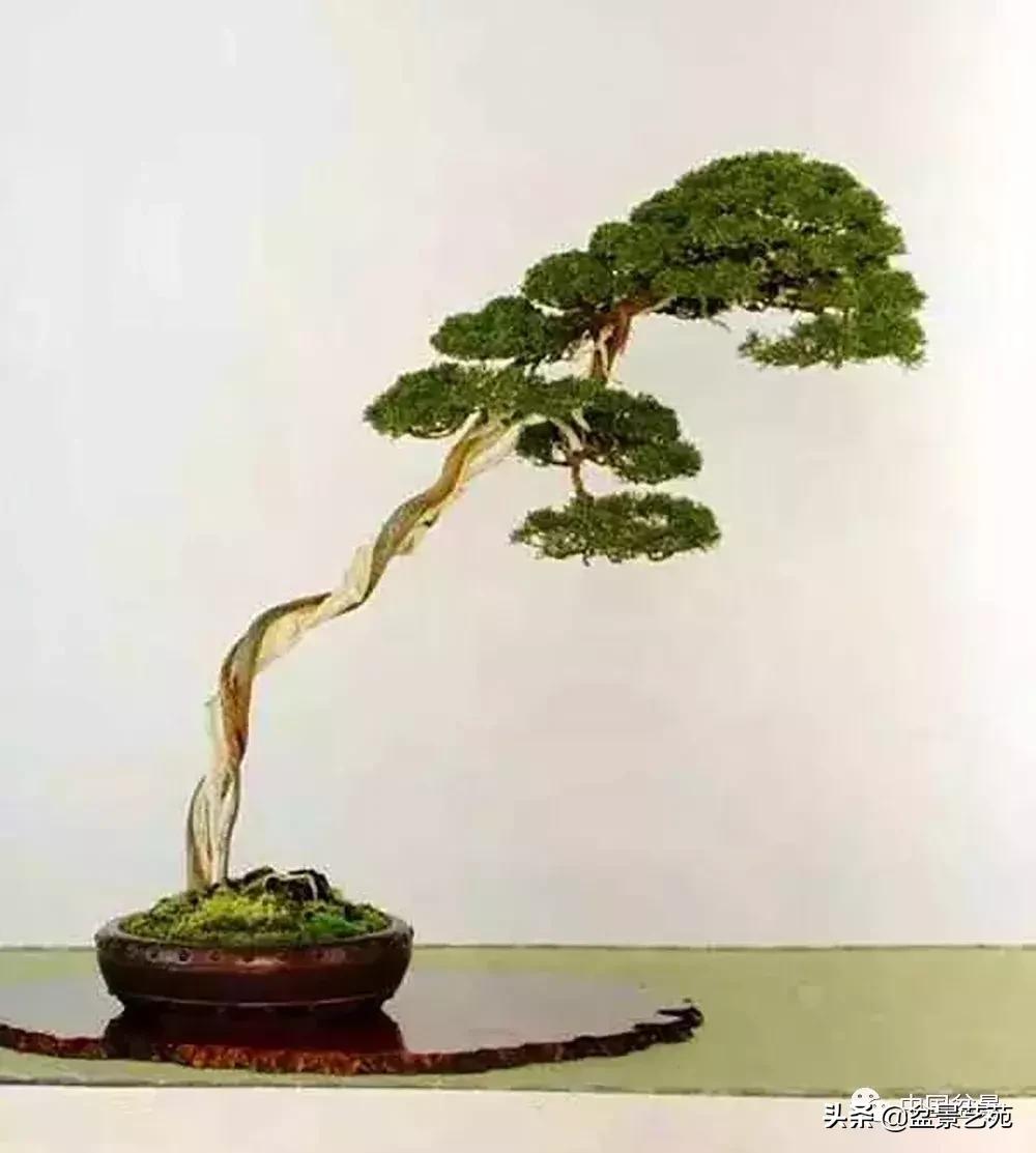 天生好养的36种盆景植物,好养的大盆景植物推荐