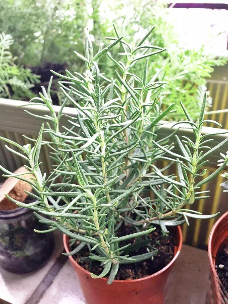 小众且美味的蔬菜,惊艳爽口的蔬菜