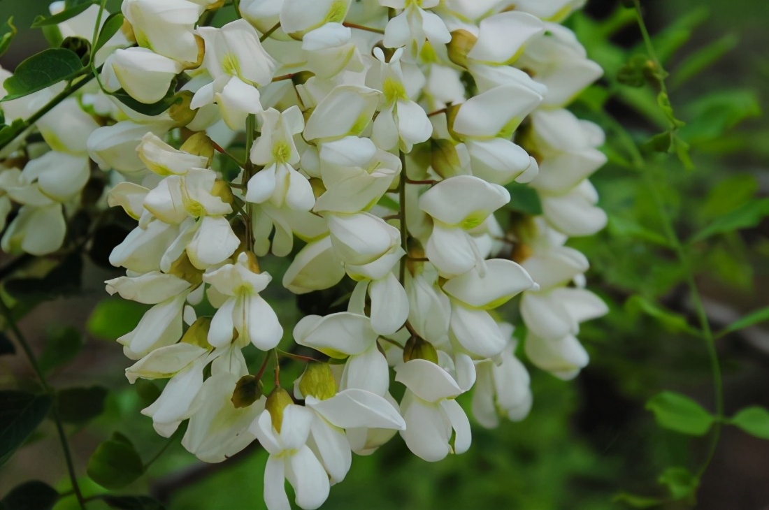 树的花语你知道是什么吗,你知道茉莉花的花语吗