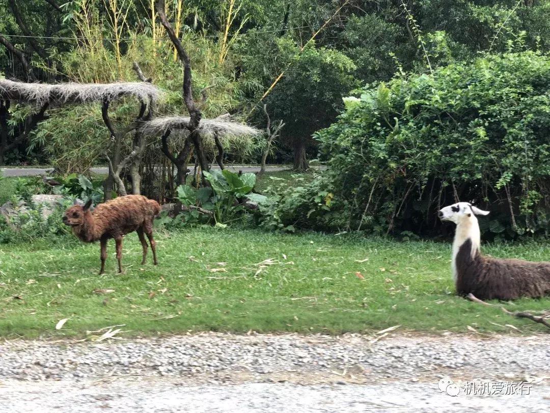 珠海长隆和广州长隆旅行攻略,珠海长隆和广州长隆旅游攻略区别