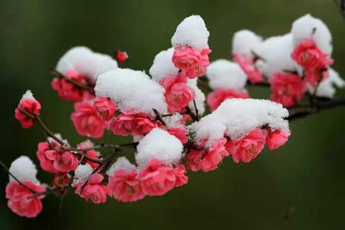 招财富贵花有哪些,高级富贵花给人带来吉祥好运