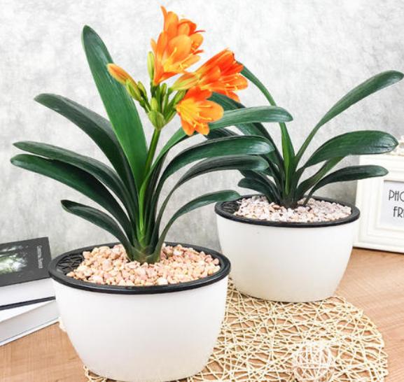 君子兰盆栽怎么处理,怎么防止君子兰烂根