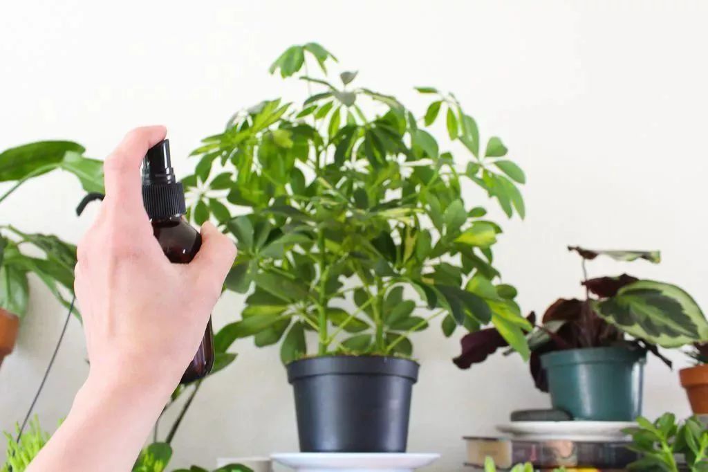 适合闷养的蕨类植物,彩色蕨类植物怎么养护