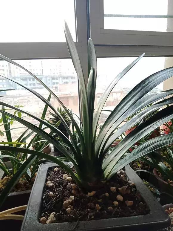 君子兰开花后变成三个头了咋养,君子兰怎样才能结子