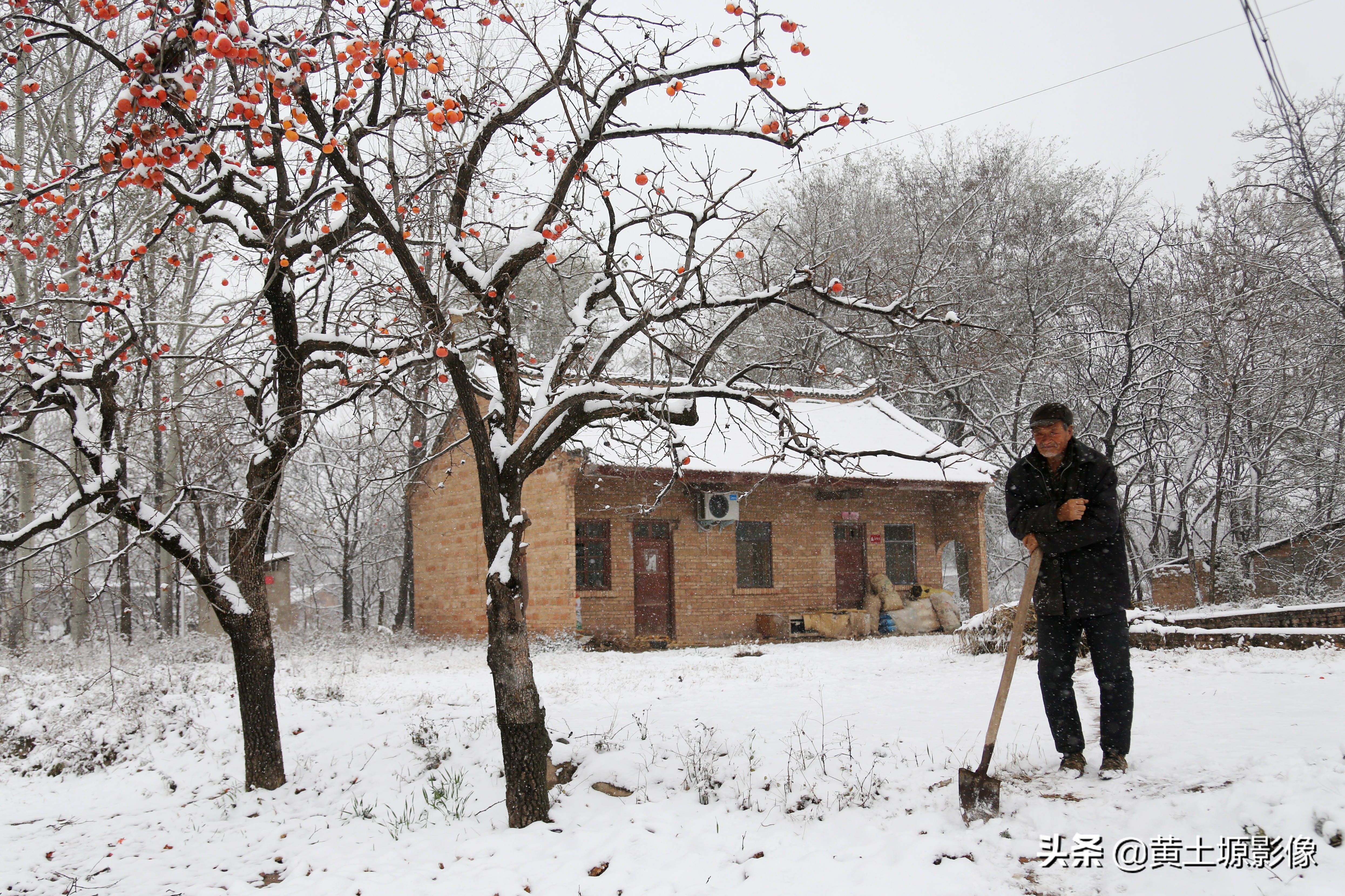 柿子树无人采摘,农村柿子下雪天也无人采摘