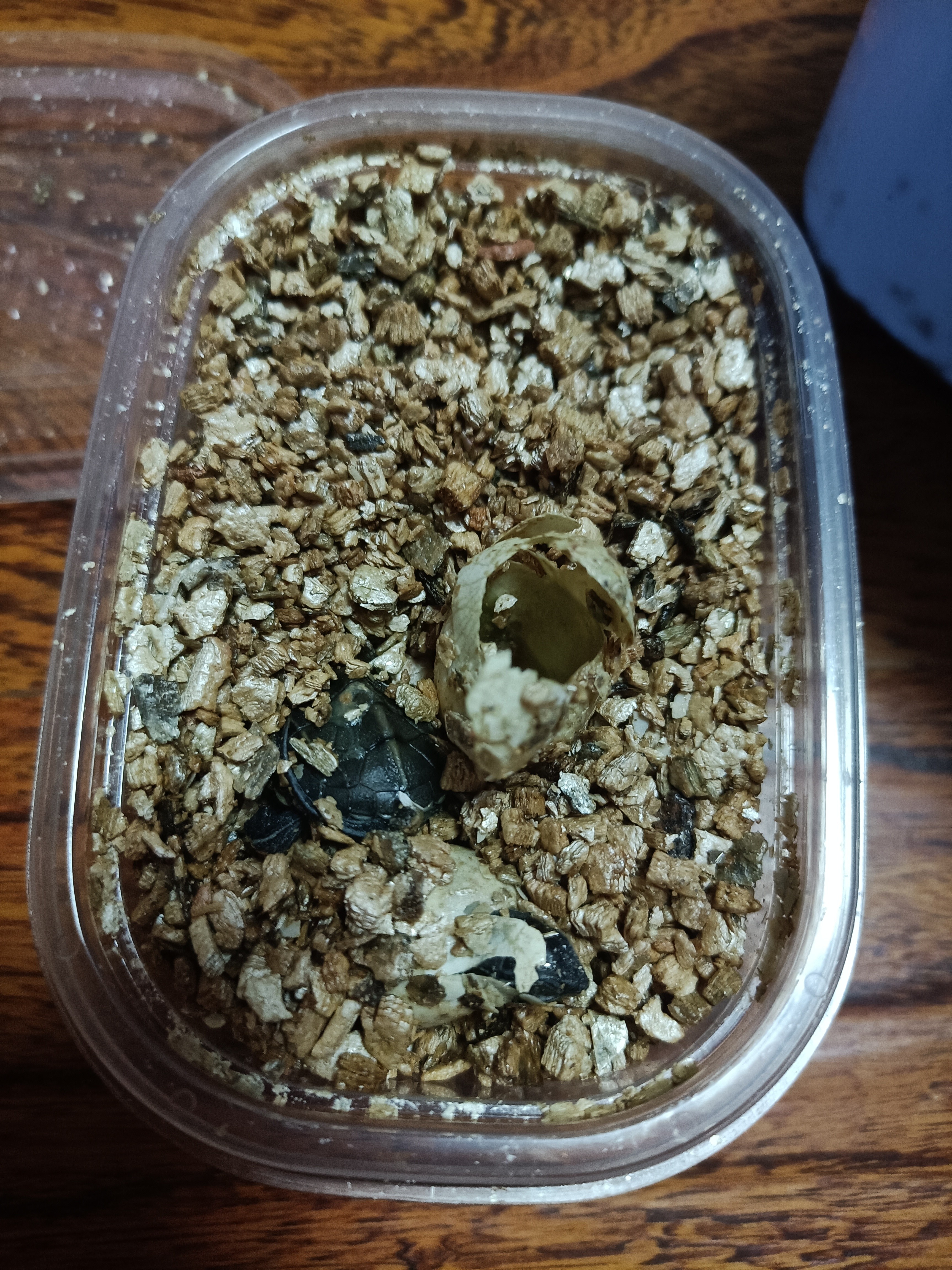 龟蛋孵化出壳怎么养,家养乌龟龟蛋用沙子怎么孵化