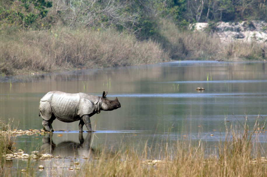 野生独角兽,哪里找得到独角兽动物