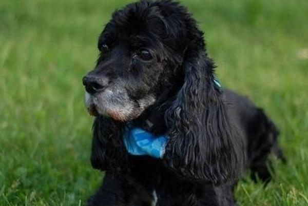 怎么选择高智商的犬类,怎样挑选一只优秀的小型犬