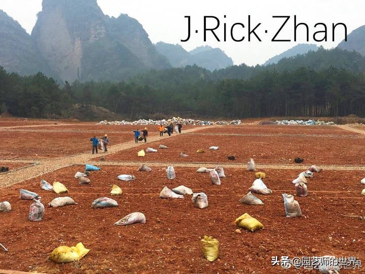 高尔夫果岭草坪家庭院子种植,麦冬草坪种植方法和注意事项