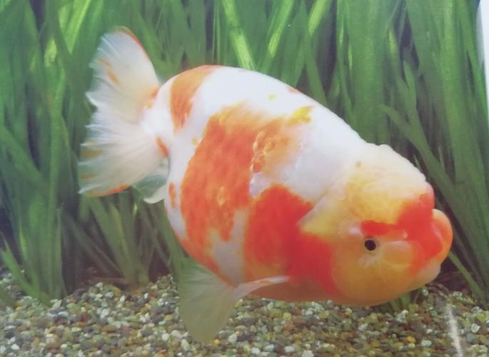金鱼饲养难度排名,养金鱼的注意事项和饲养方法图片